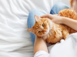 Everything You Need To Know About International Cat Day